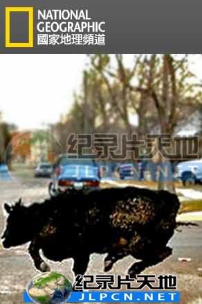 动物大*暴走