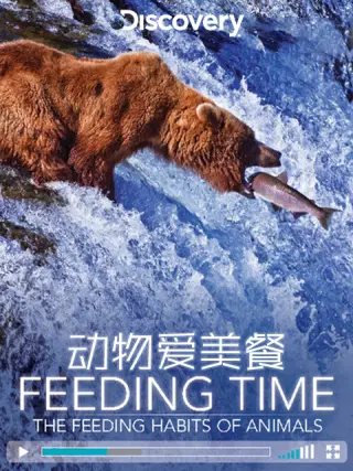 动物爱美餐